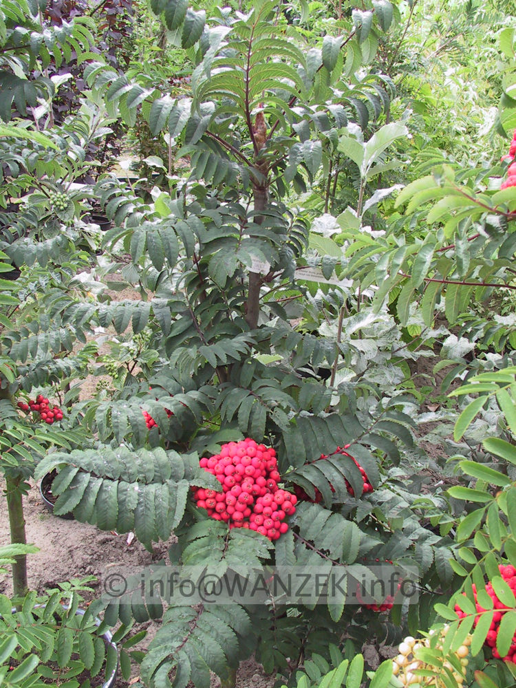 Sorbus aucuparia Fastigiata 05.JPG